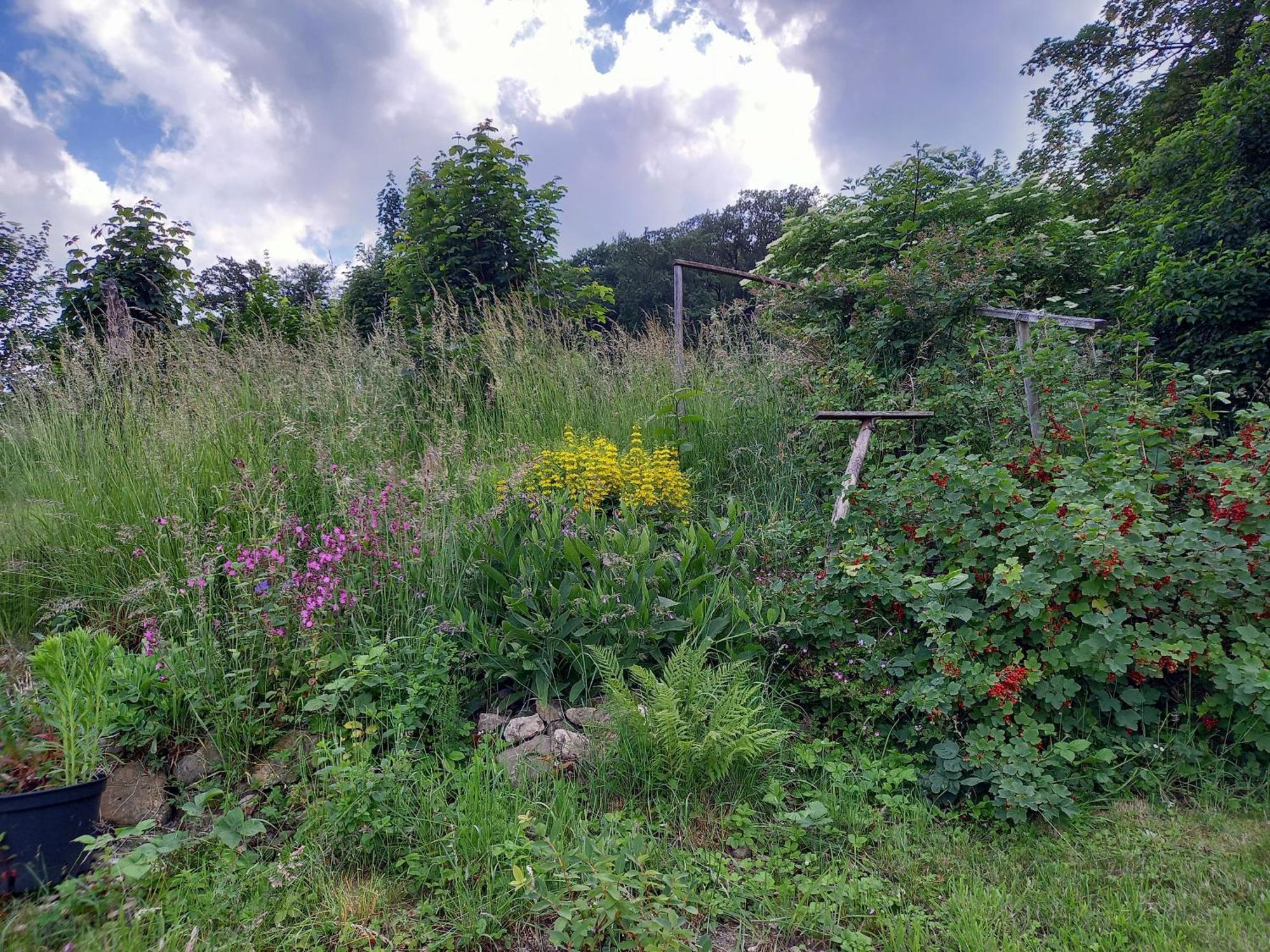 Elfenhaeuschen Mit 3 Dtv Sternen Ausgezeichnet Villa Bad Harzburg Exterior foto